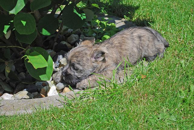 Fynn als Welpe 068.jpg